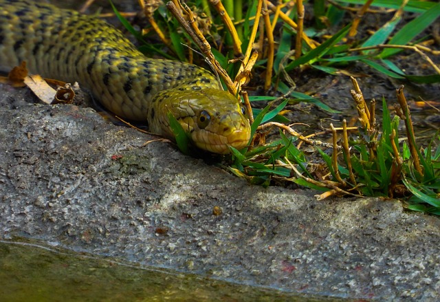 Mildly Venomous Snake