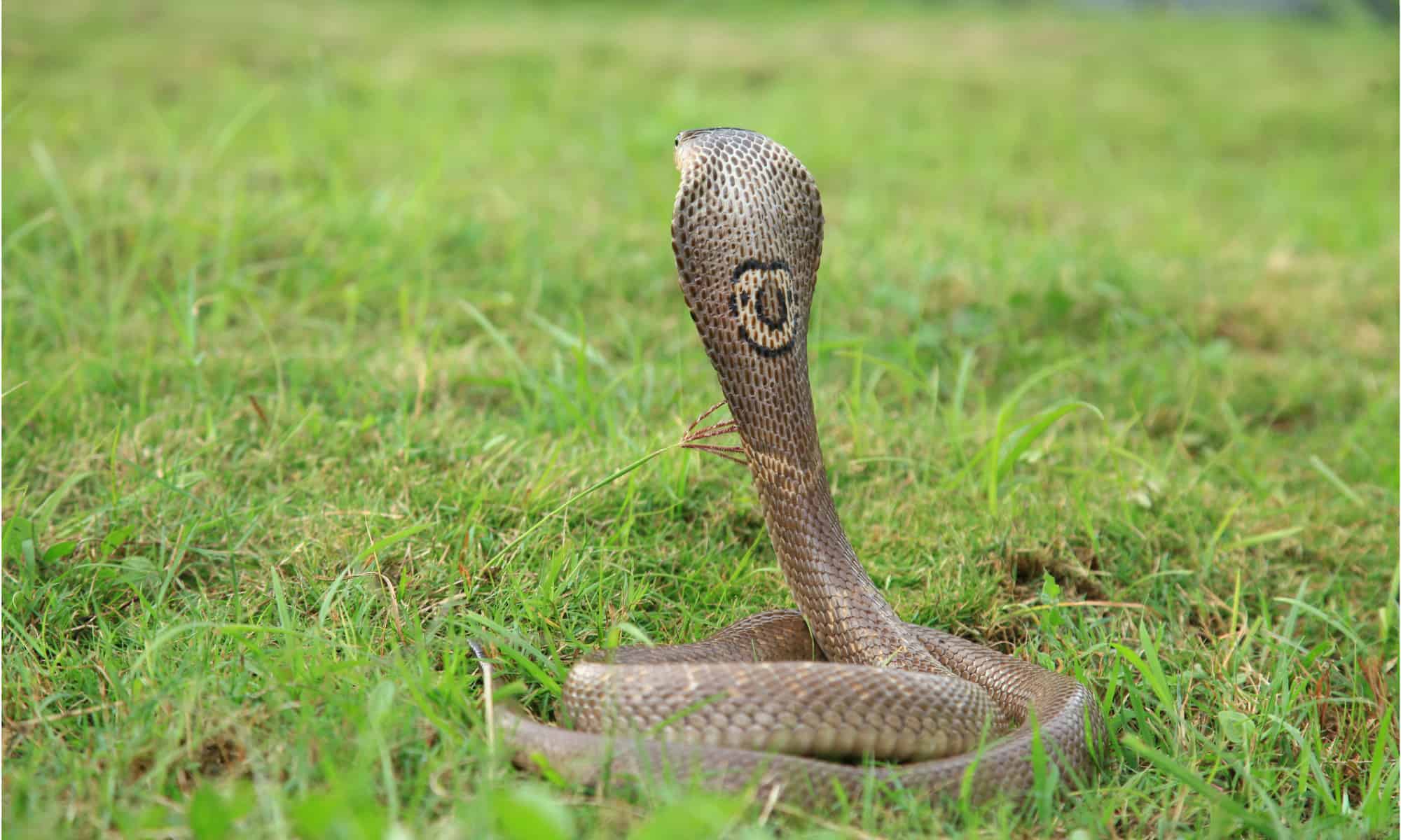 Monocellate cobra